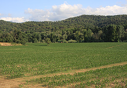 Sant Feliu de Buixalleu